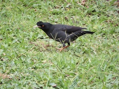 Acridotheres cristatellus