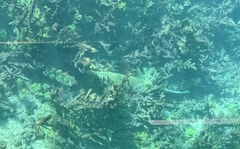 Lepisosteus oculatus