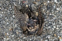 Antrostomus vociferus