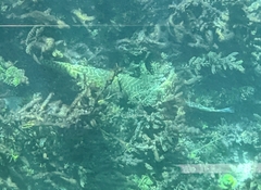 Lepisosteus oculatus