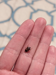 Periplaneta americana