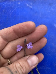 Verbenaceae