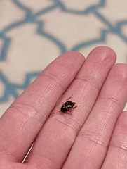 Periplaneta americana