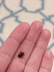 Periplaneta americana