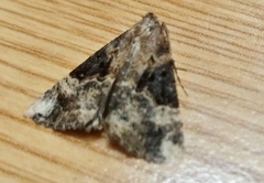 Hypena obsitalis