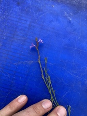 Verbenaceae
