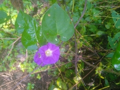 Ipomoea meyeri