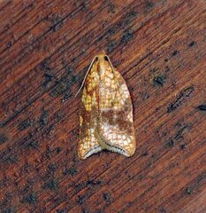 Acleris rhombana