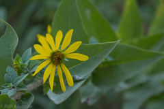Silphium integrifolium
