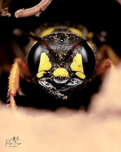 Cerceris arenaria nuotrauka