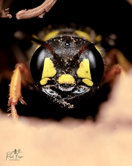 Cerceris arenaria