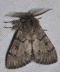 Ocneria atlantica