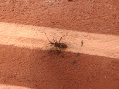 Leptoglossus occidentalis