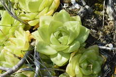 Haworthia cymbiformis