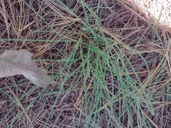 Allium vineale