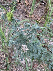 Lespedeza hirta