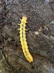 Dendroides canadensis