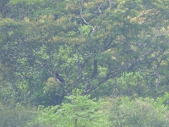 Spizaetus tyrannus