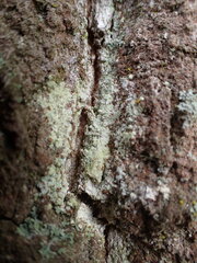 Lecanora expallens