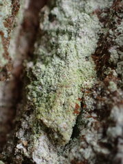 Lecanora expallens