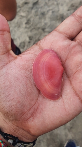 Sanguinolaria tellinoides