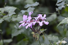 Pelargonium zonale