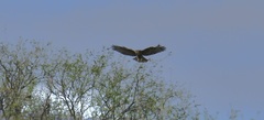 Buteo jamaicensis