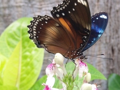 Hypolimnas bolina