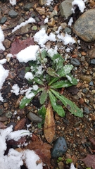 Pilosella piloselloides