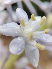 Merwilla plumbea