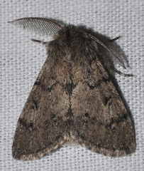 Ocneria atlantica