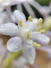 Merwilla plumbea