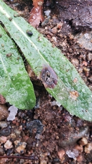 Pilosella piloselloides