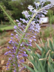 Merwilla plumbea
