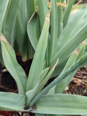 Merwilla plumbea