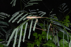 Calotes emma