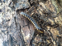 Asiomorpha coarctata