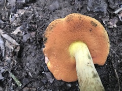 Suillellus queletii