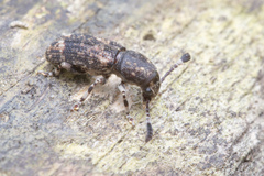 Eucorynus crassicornis