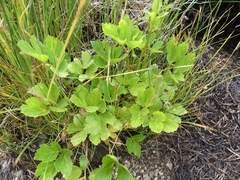 Ligusticum scothicum