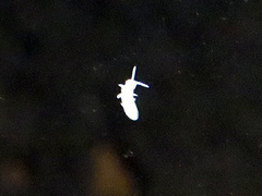 Coecobrya tenebricosa