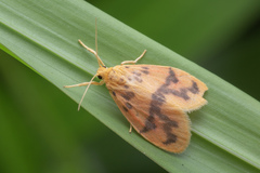 Miltochrista arcuata