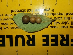 Belonocnema treatae