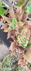 Aeonium leucoblepharum