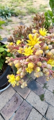 Aeonium leucoblepharum