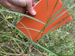 Panicum repens
