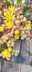 Aeonium leucoblepharum