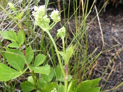 Ligusticum scothicum