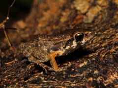 Pulchrana