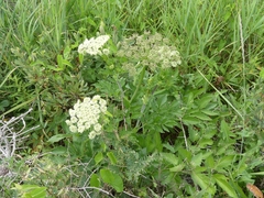 Ligusticum scothicum